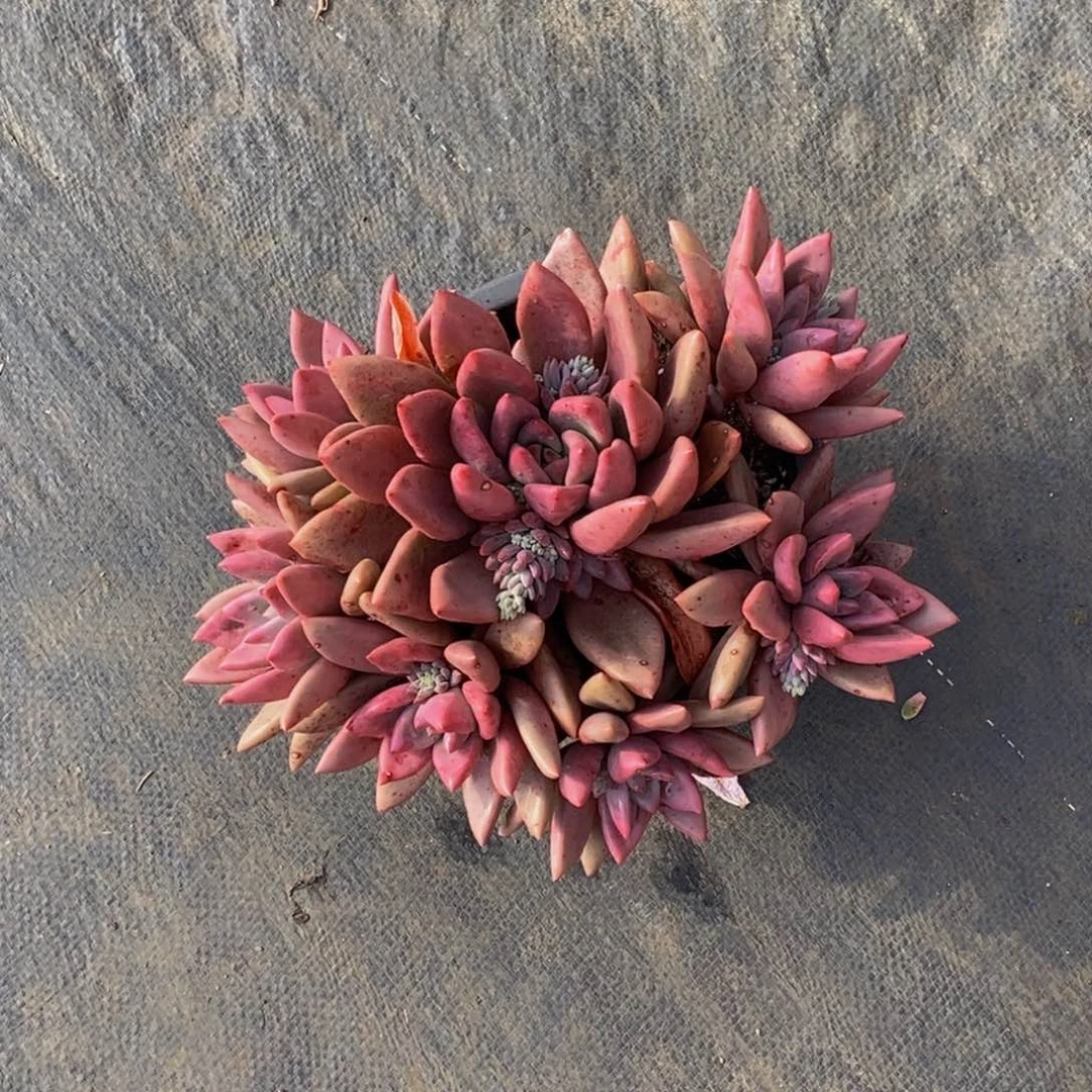 水*茫48包邮一物一拍多肉植物