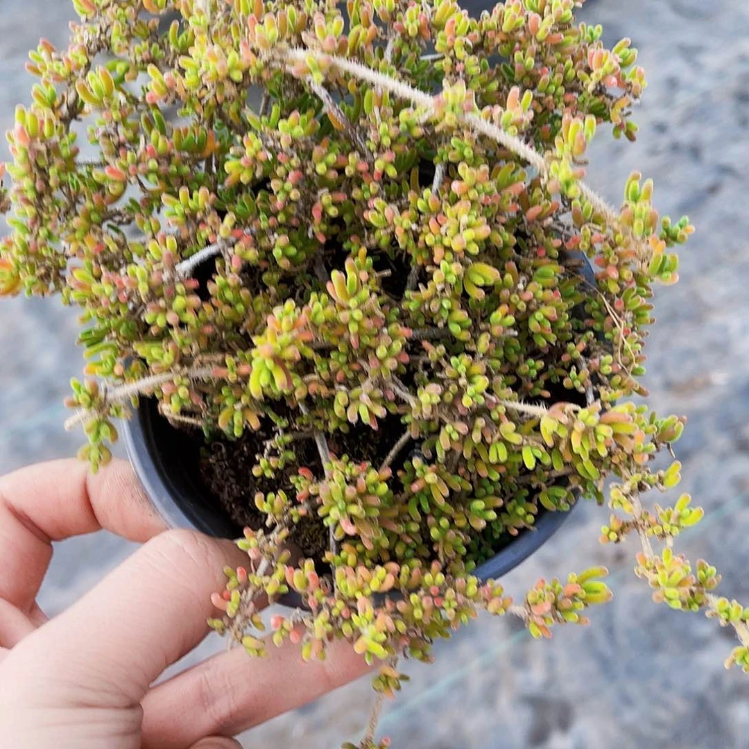 千**与糖球枝干多肉多肉多肉