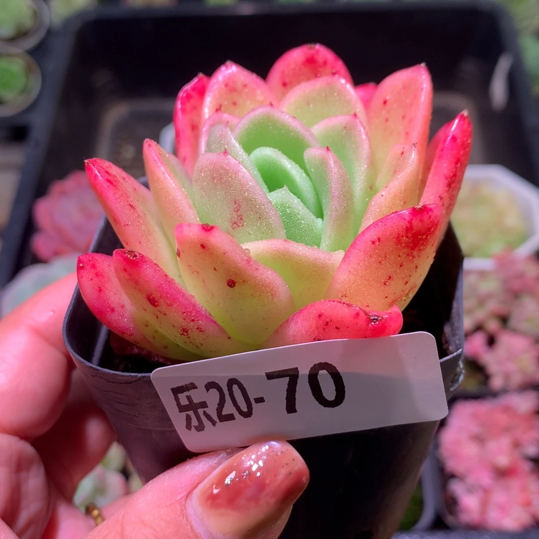 乐然20-70 冰玫瑰锦