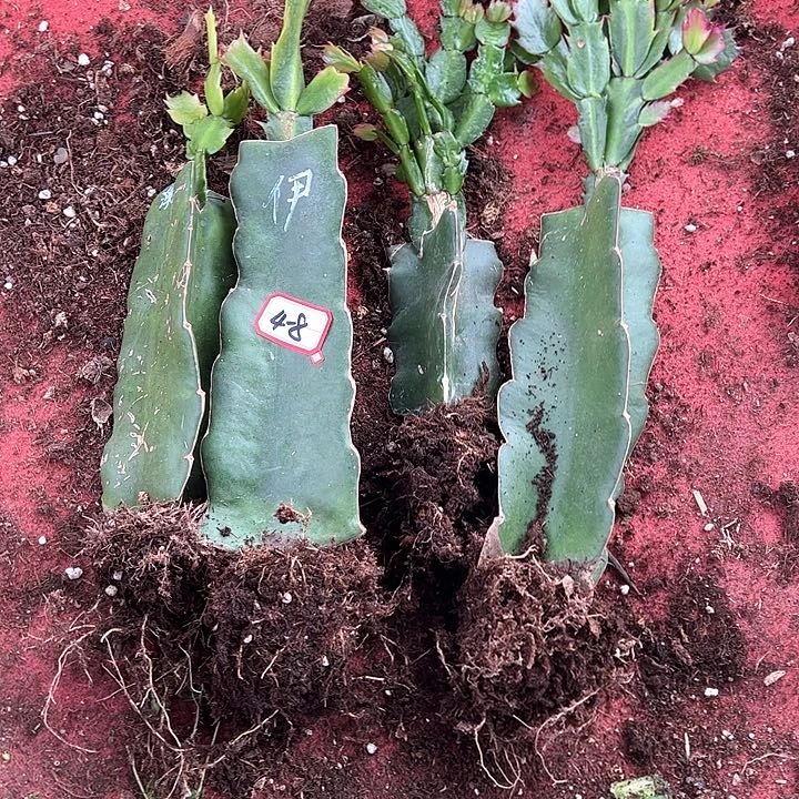 匹颗嫁接小破苗无售后4-8