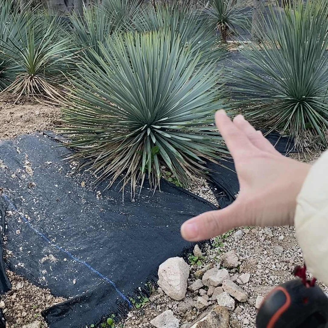 稻草人萝卜头13公分左右杆粗5-6公分