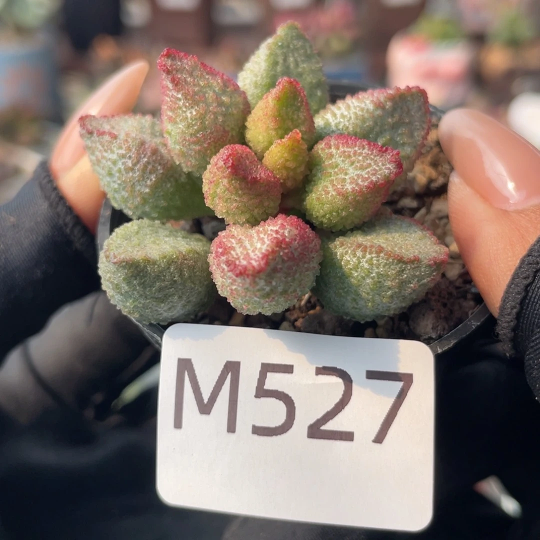 ?****?        冰桃。  527。