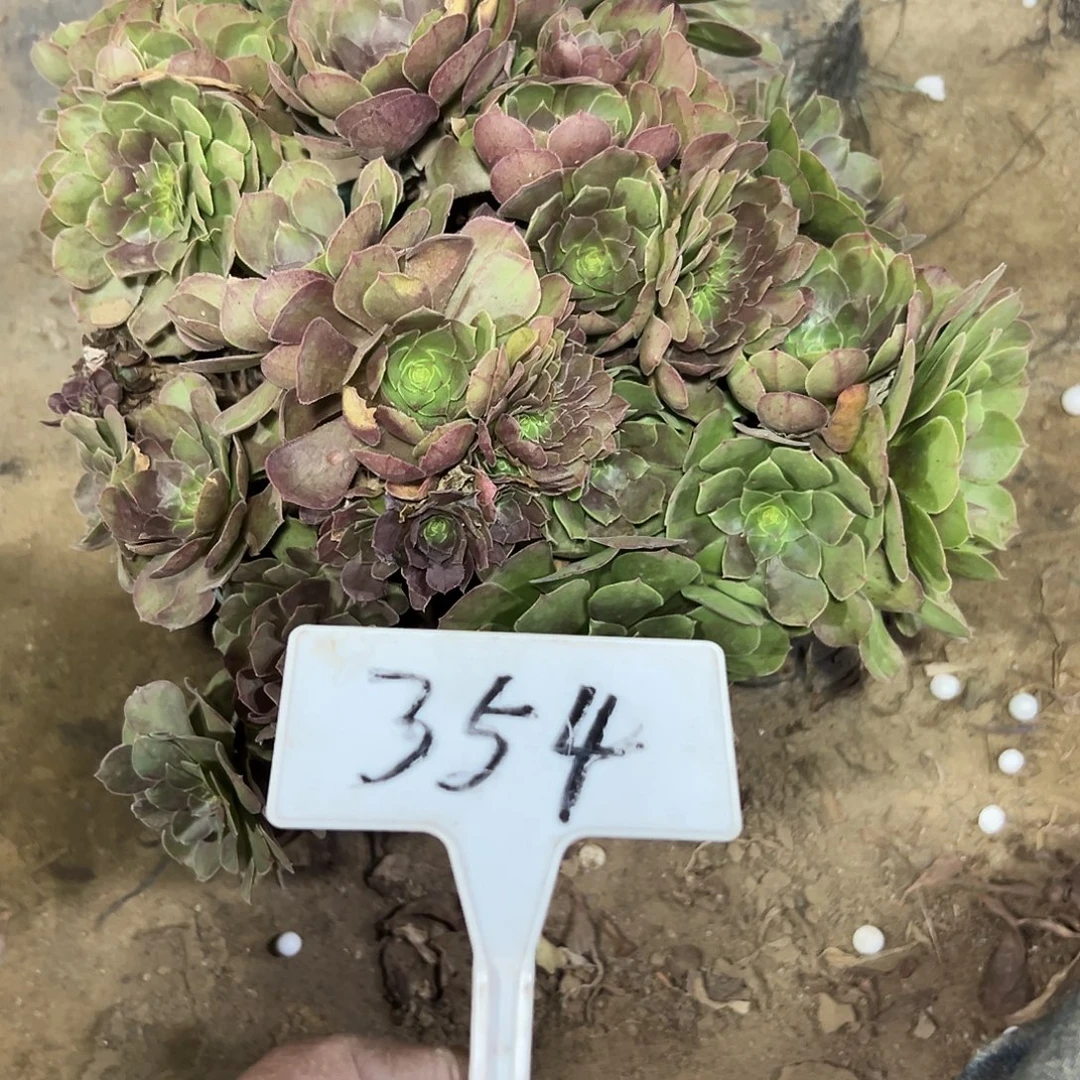 多肉植物万圣节法师354