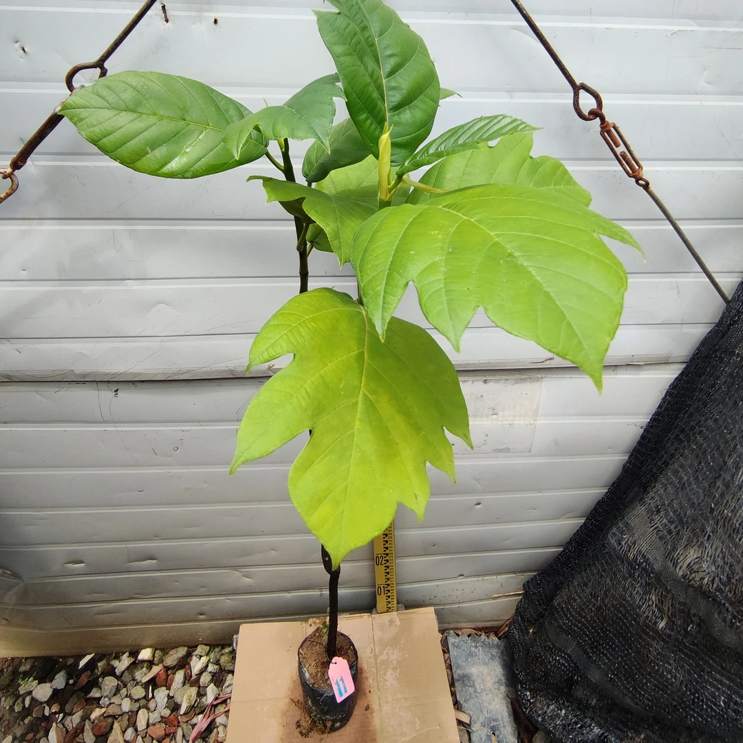 面包树面包果大杯苗11号罗蜜树马槟榔面磅树庭院大型绿植结果绿植