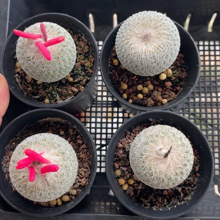 月世界 单颗价格发货随机3.5厘米左右