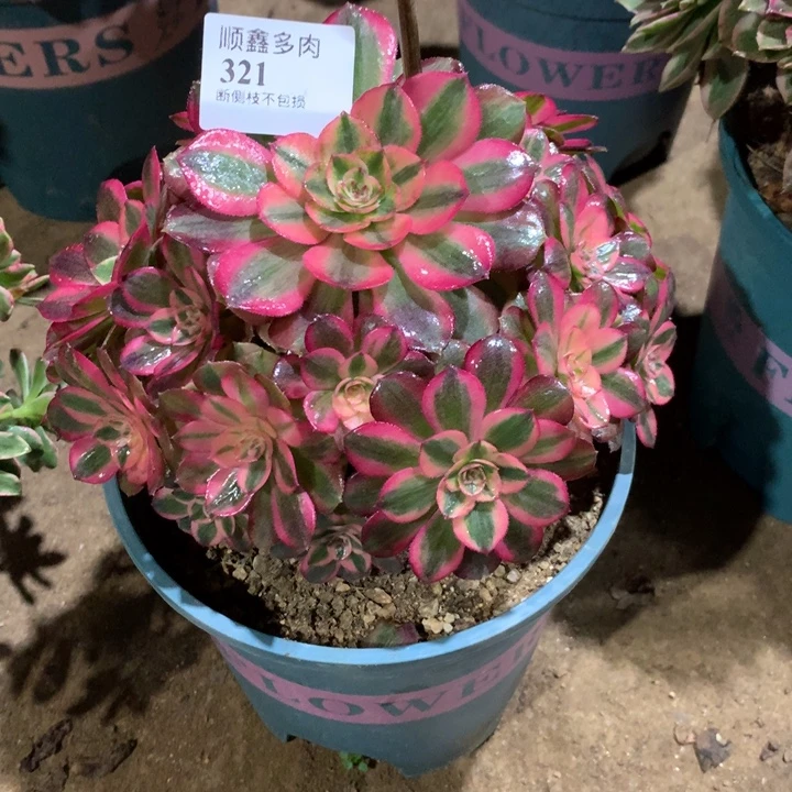 321荔枝多肉植物特价