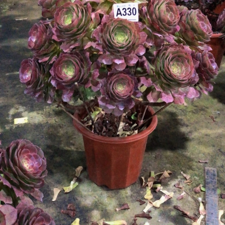 跳**子万圣节330.000000000