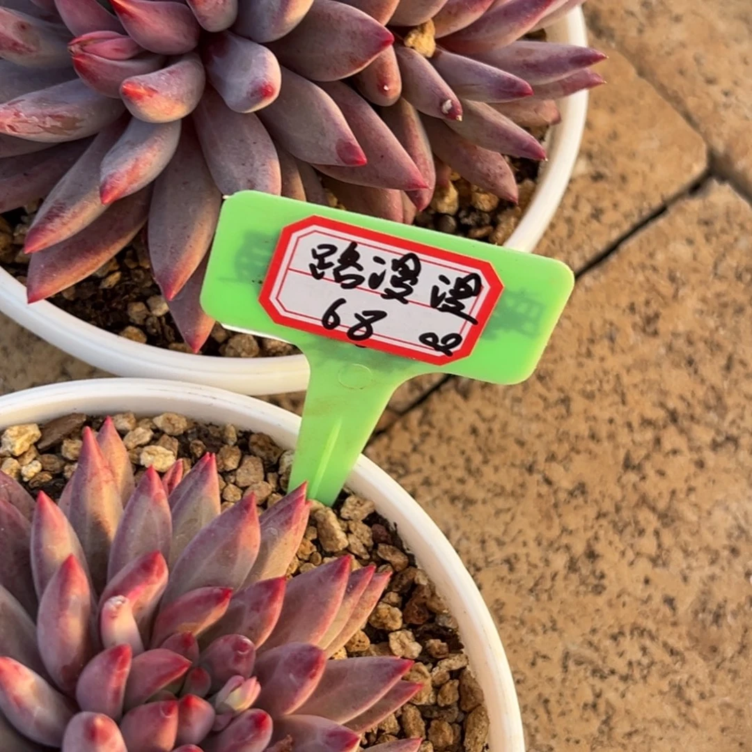 路***…我是花卉专用车司机，路68