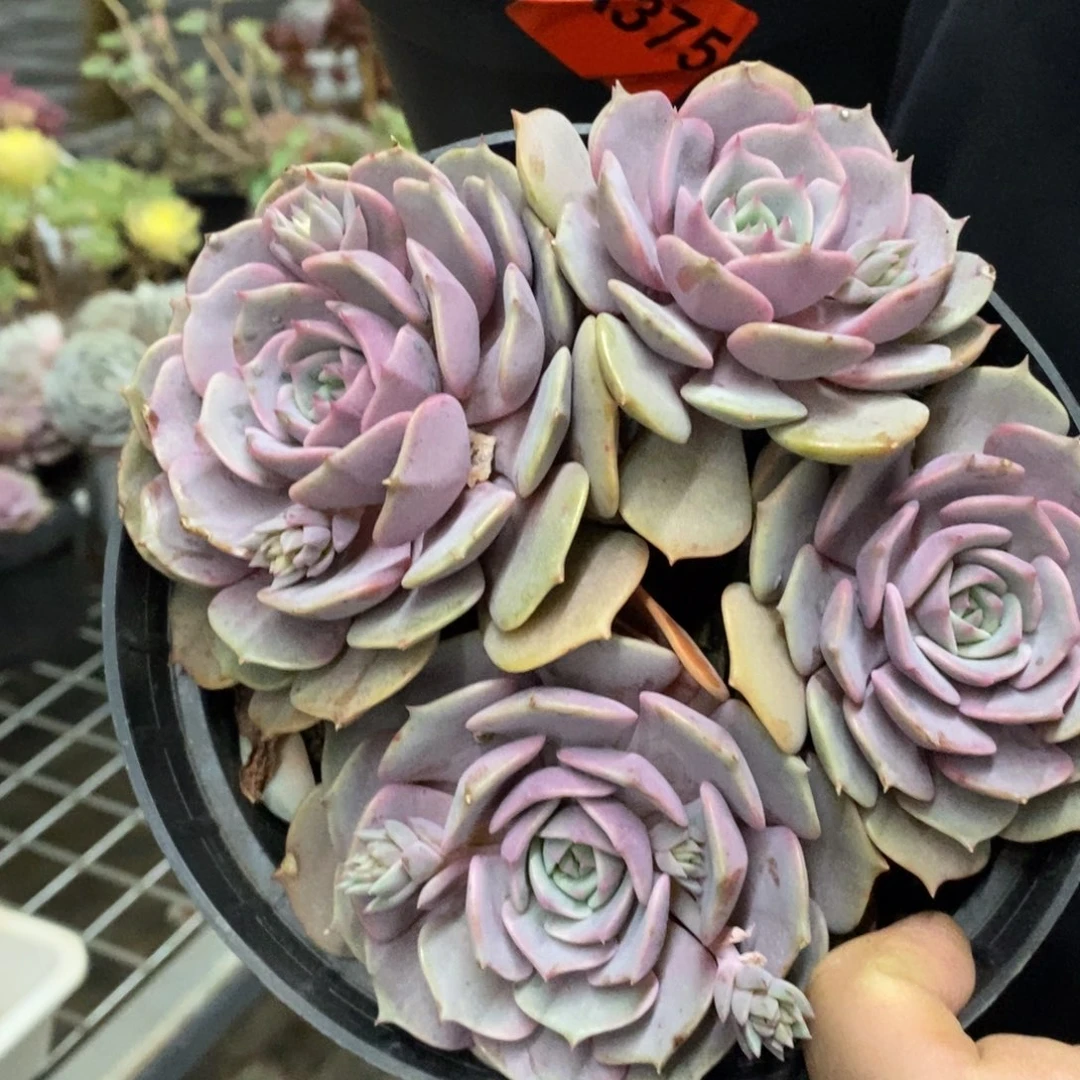 粉蝶三头起发老桩