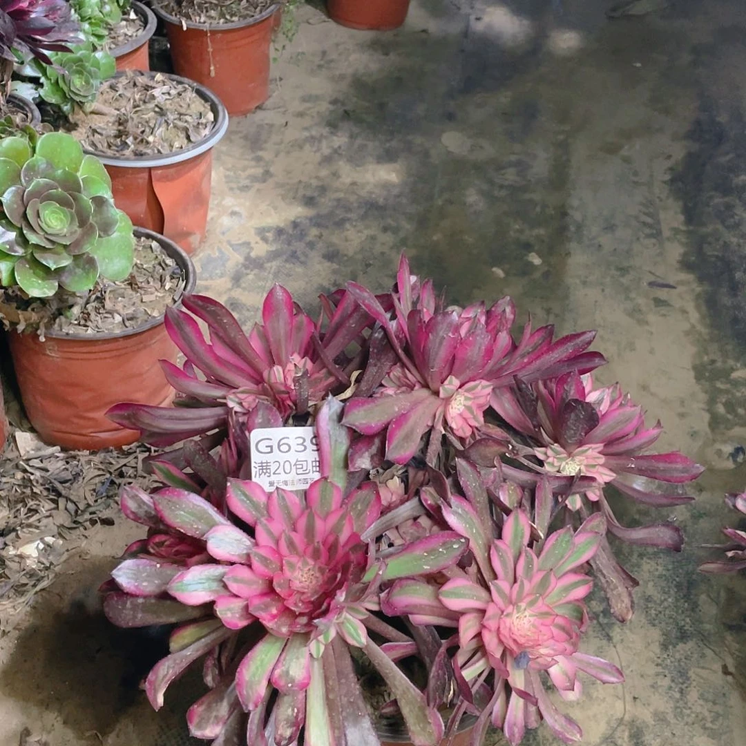 639红铜白多肉法师