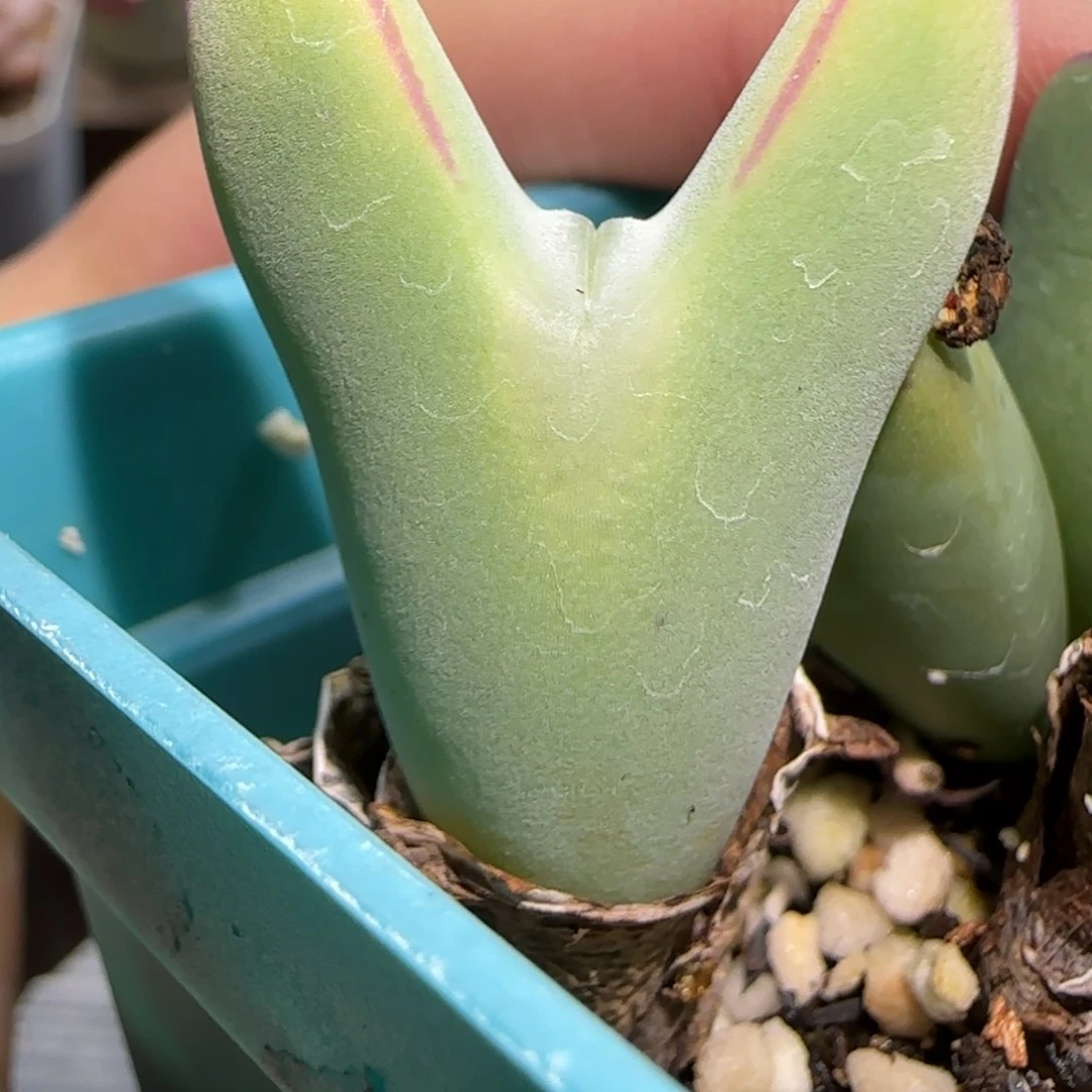 1.16，超级少将，9030