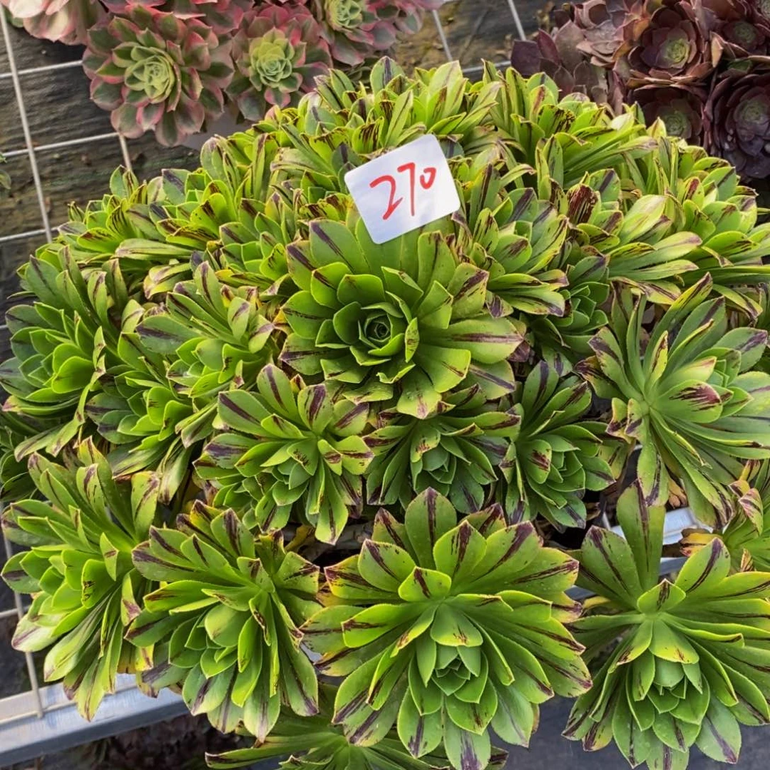 270号碧火法师多肉