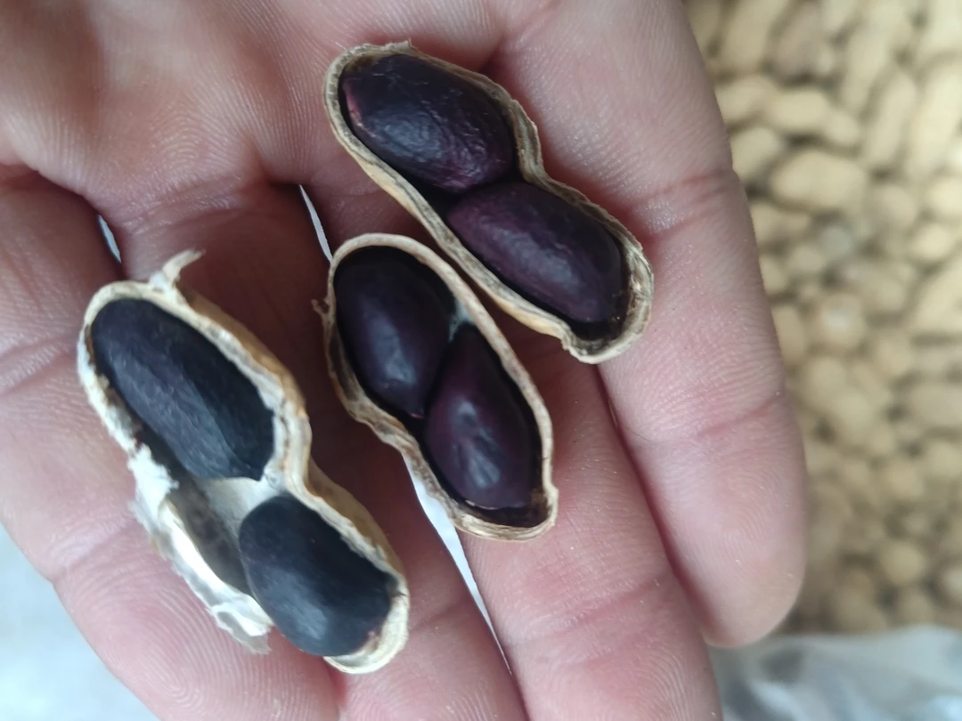 广西黑花生可以做种子（带壳）