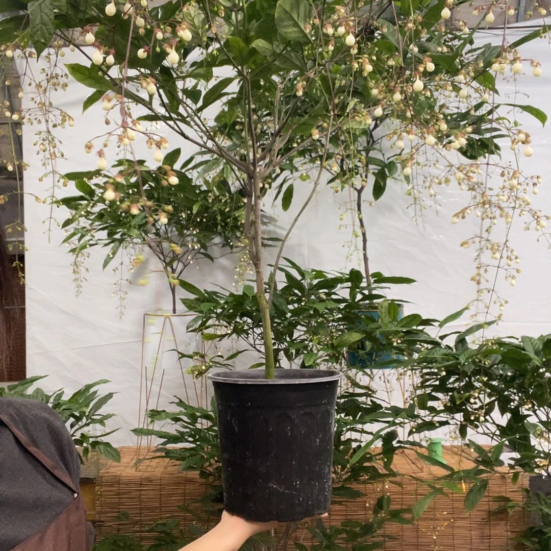 S****无花朵垂丝茉莉花花一盆