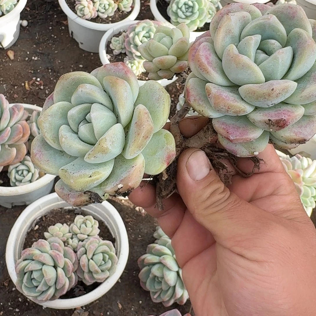 大粗腿冰玉3头起发