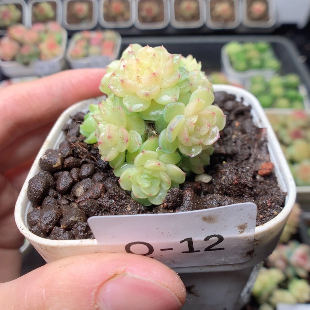 无花朵Q12yyyttttt