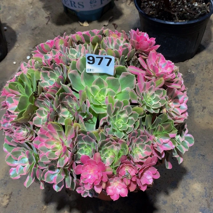 拉***吖无花朵男神977。   00000000