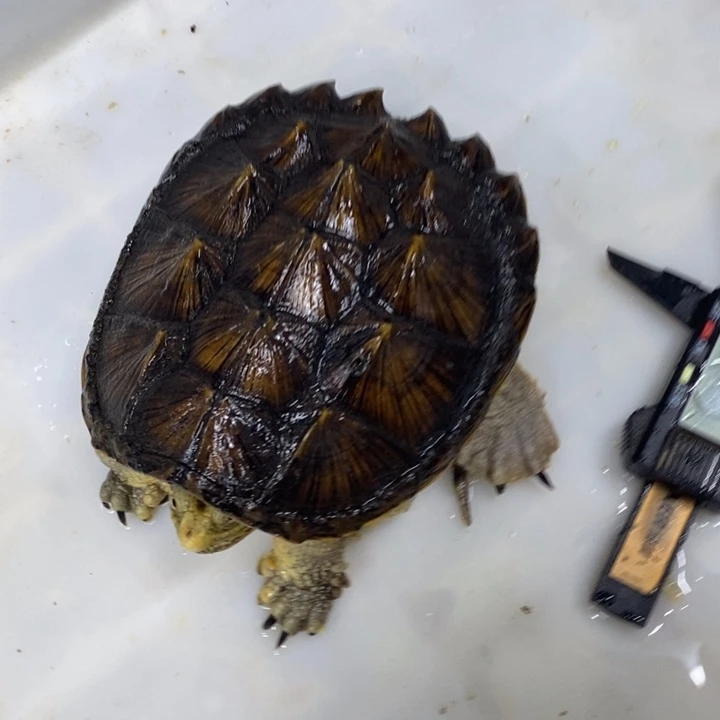 三***藏绿毛龟母2号-。。。。。。。60