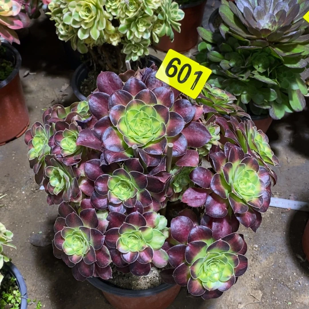 韶华多肉法师601