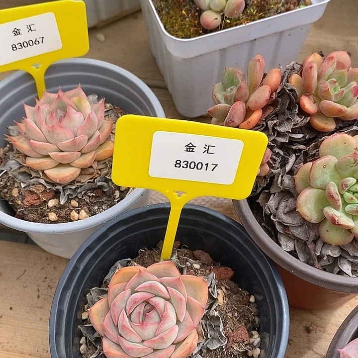 暖*福利多多。830017