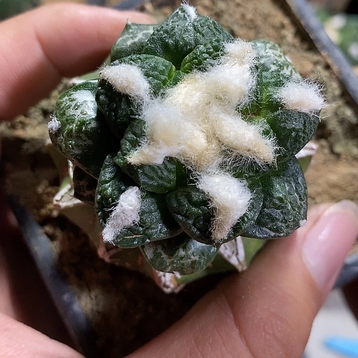 ?****?苗接龟连。169号仙人球