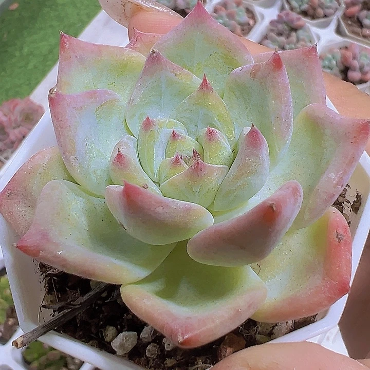白蜡糖19包邮多肉植物
