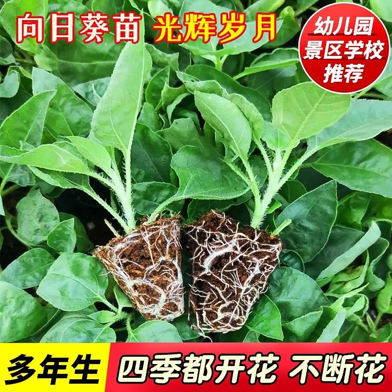 光辉岁月向日葵苗盆栽带花苞向日葵苗四季开花多年生阳台绿植花卉