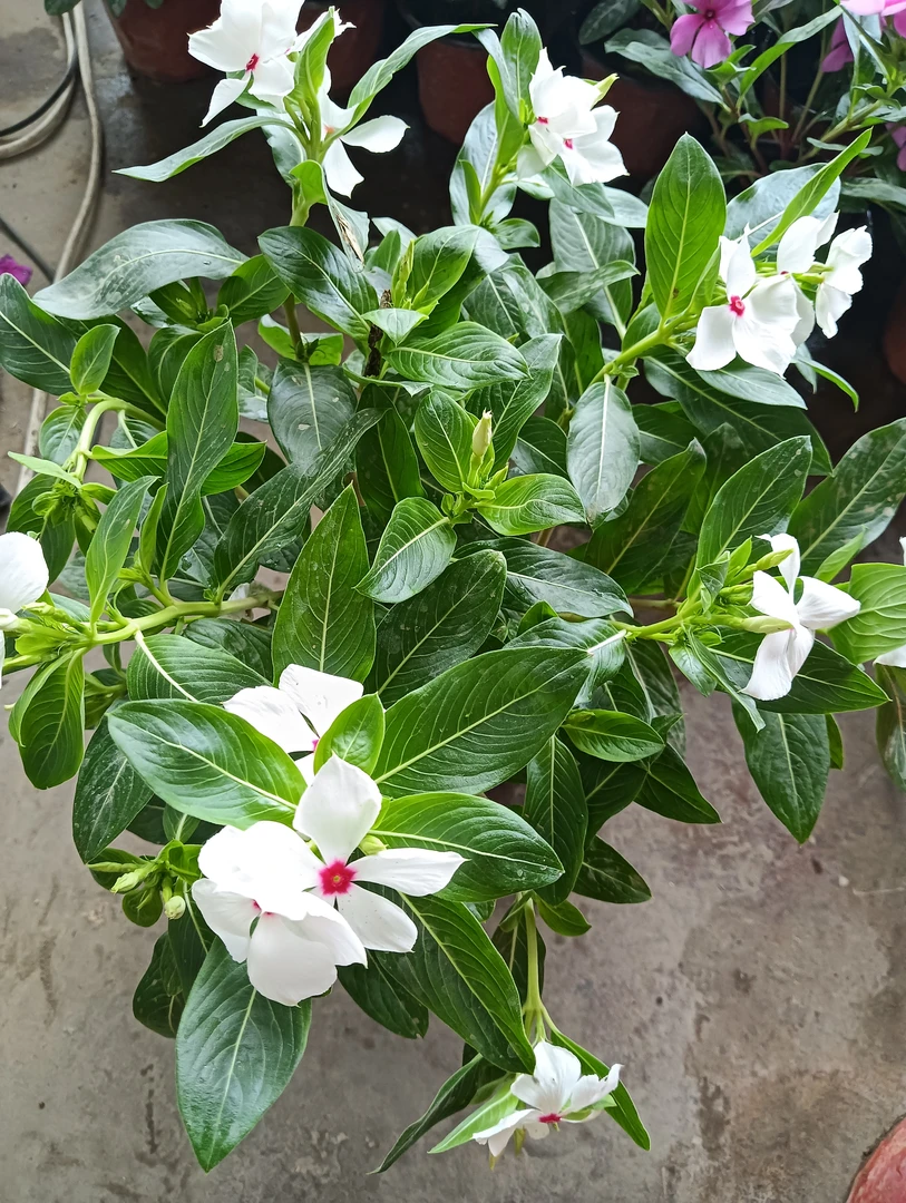 木本长春花变色天天开多年生老桩盆栽耐热花期长适合阳台花园种植