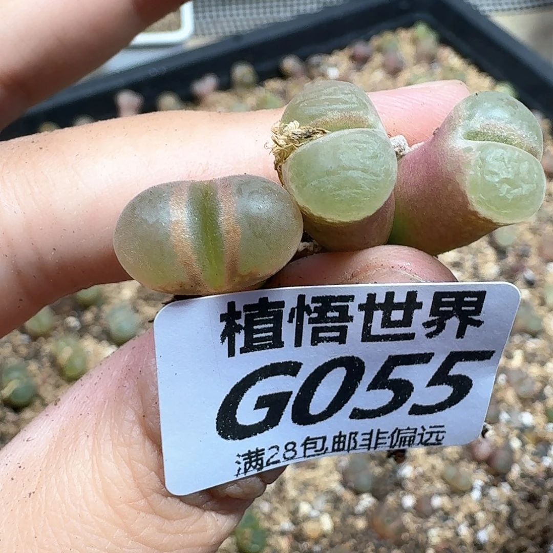 多肉植物的是fgbbbn