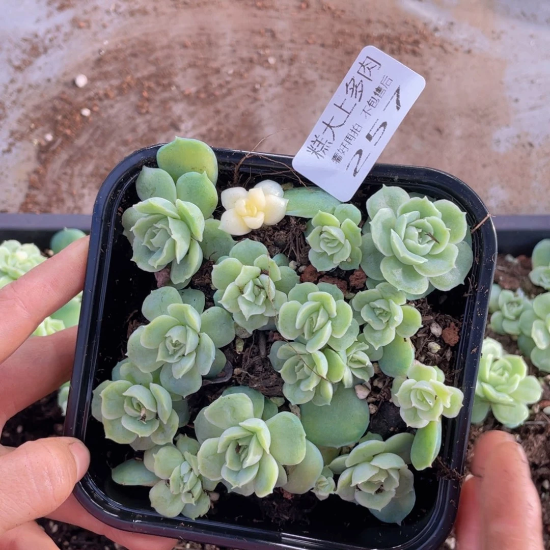 糕大上多肉植物257