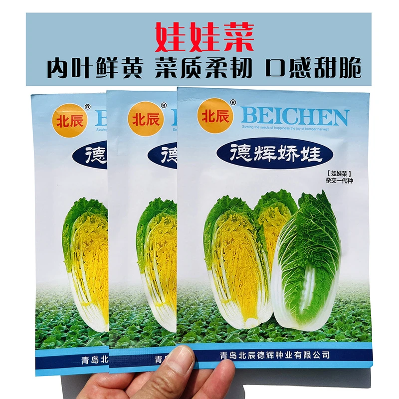 娃娃菜耐热黄心种子四季小白菜籽高产50天采摘秋季蔬菜种子秋播