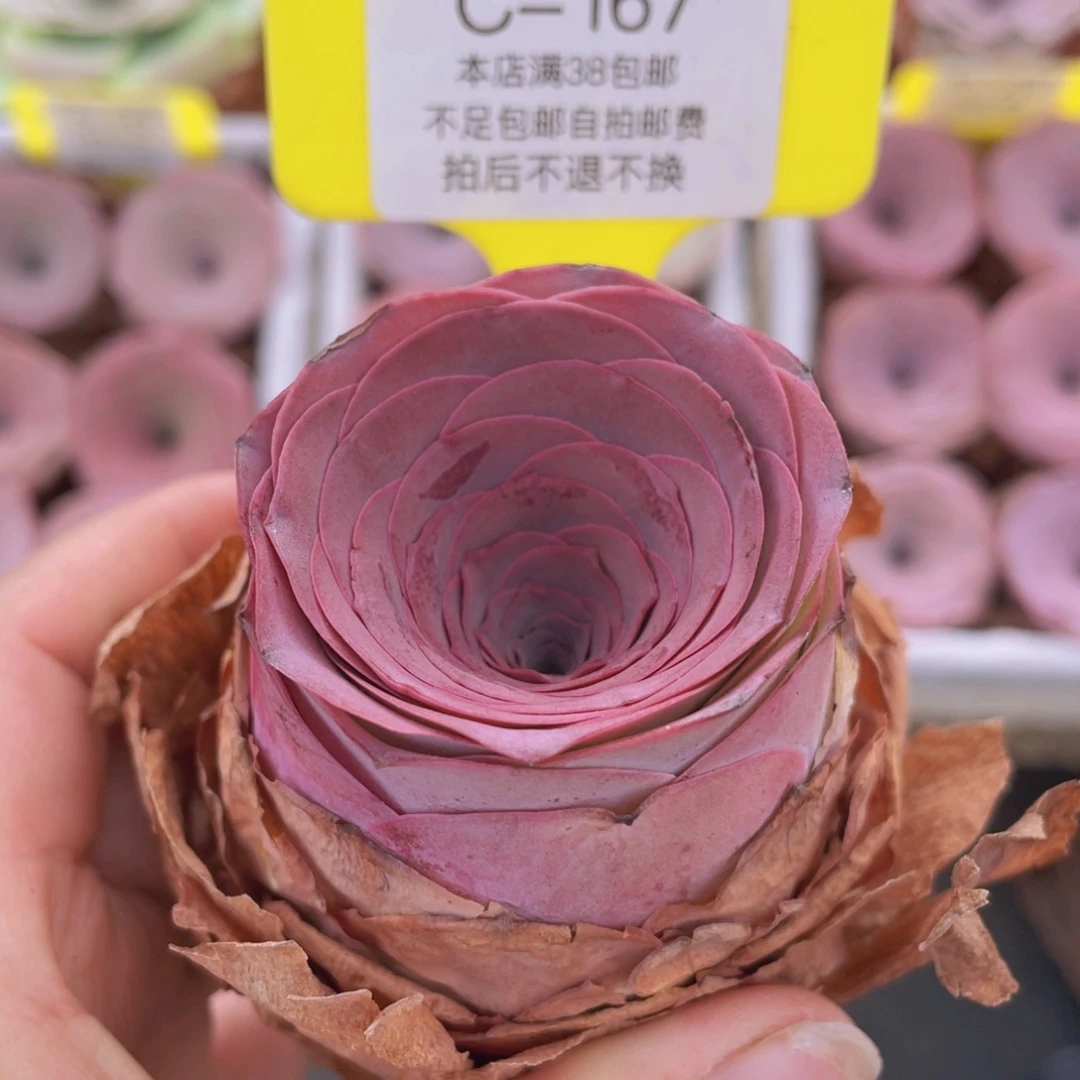 山地玫瑰C167满38包邮裸根发货