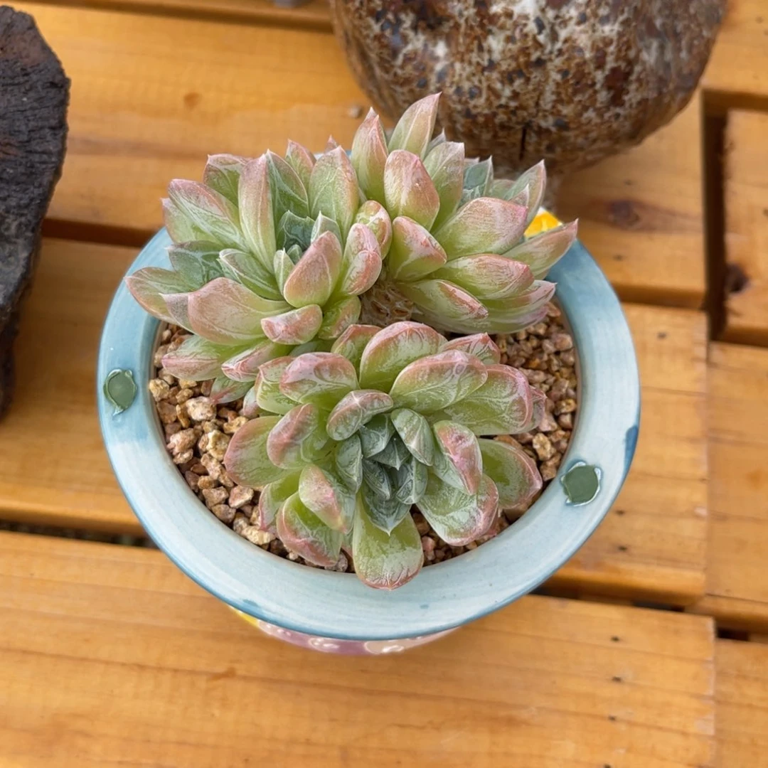 V****n冷哥寄养出货不带盆