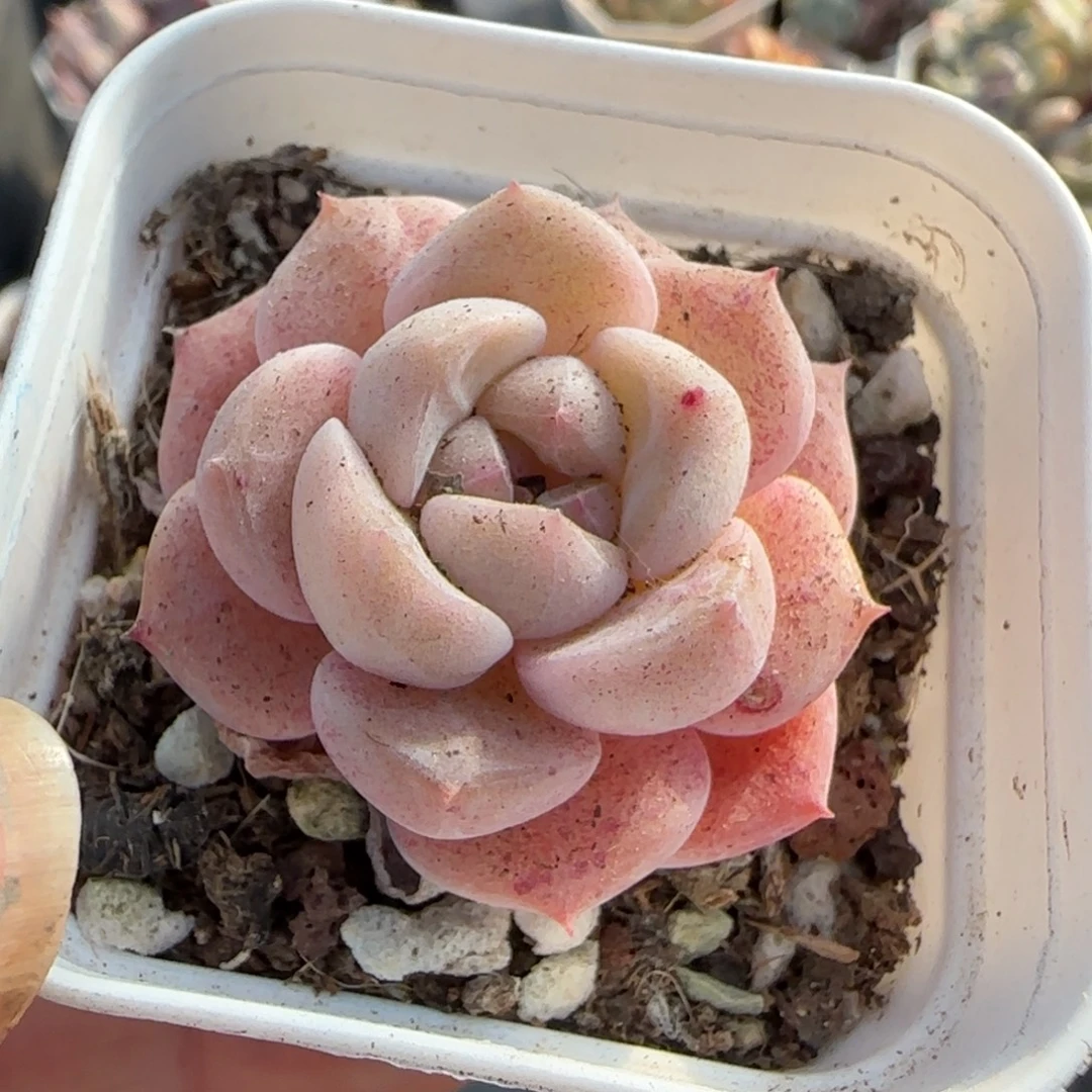 多肉小卡拉米糖心一物一拍