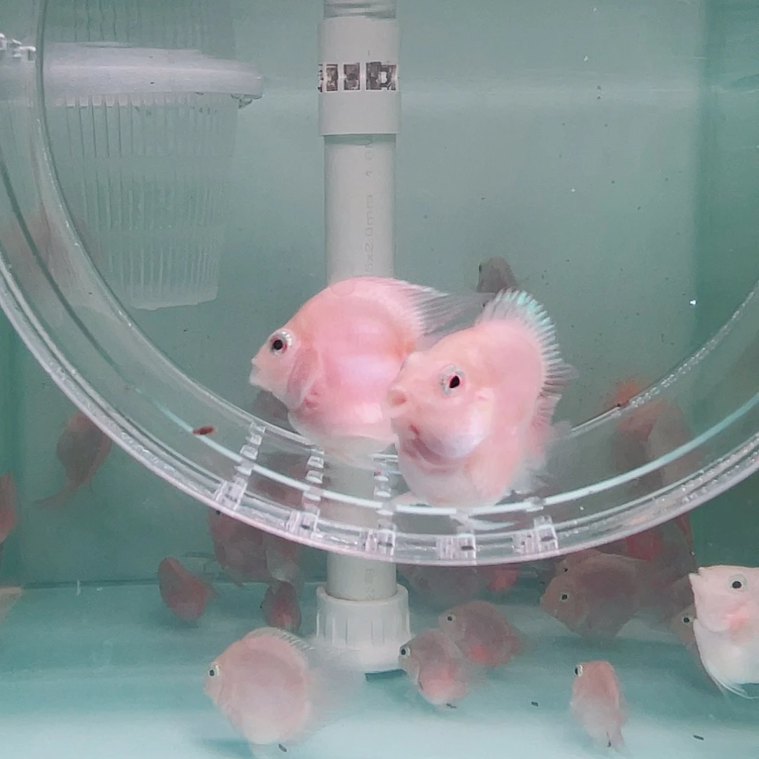 鹦鹉鱼胭脂粉一对