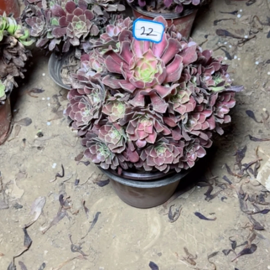 【闪购商品】花纳23