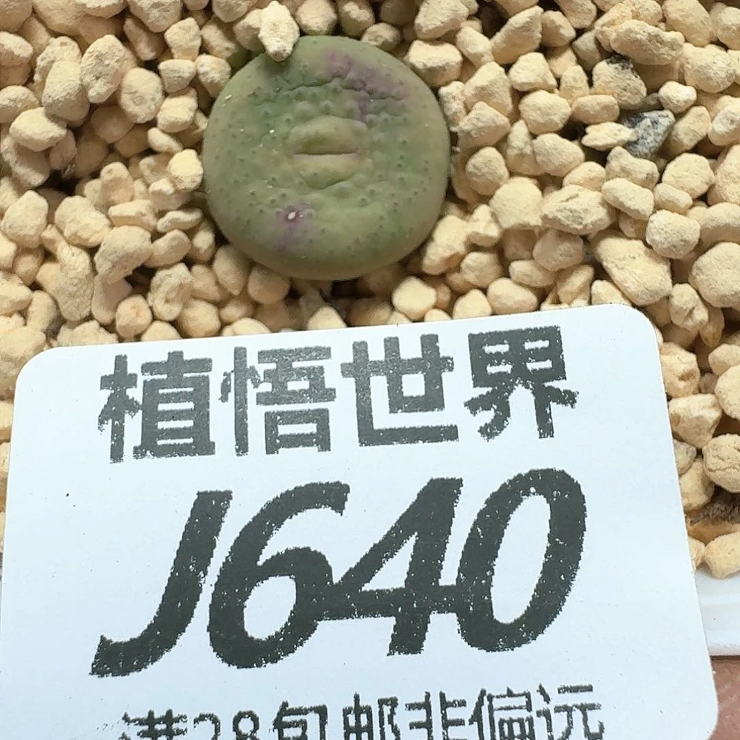 多肉植物的润泽额f g