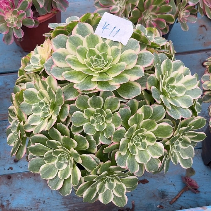 411海鲜朵朵发发发