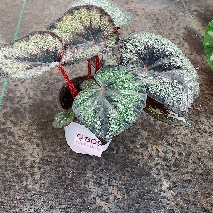 不开花植物跨****离秋海棠809