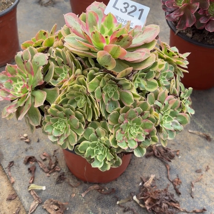 瑞妈多肉园艺 321+