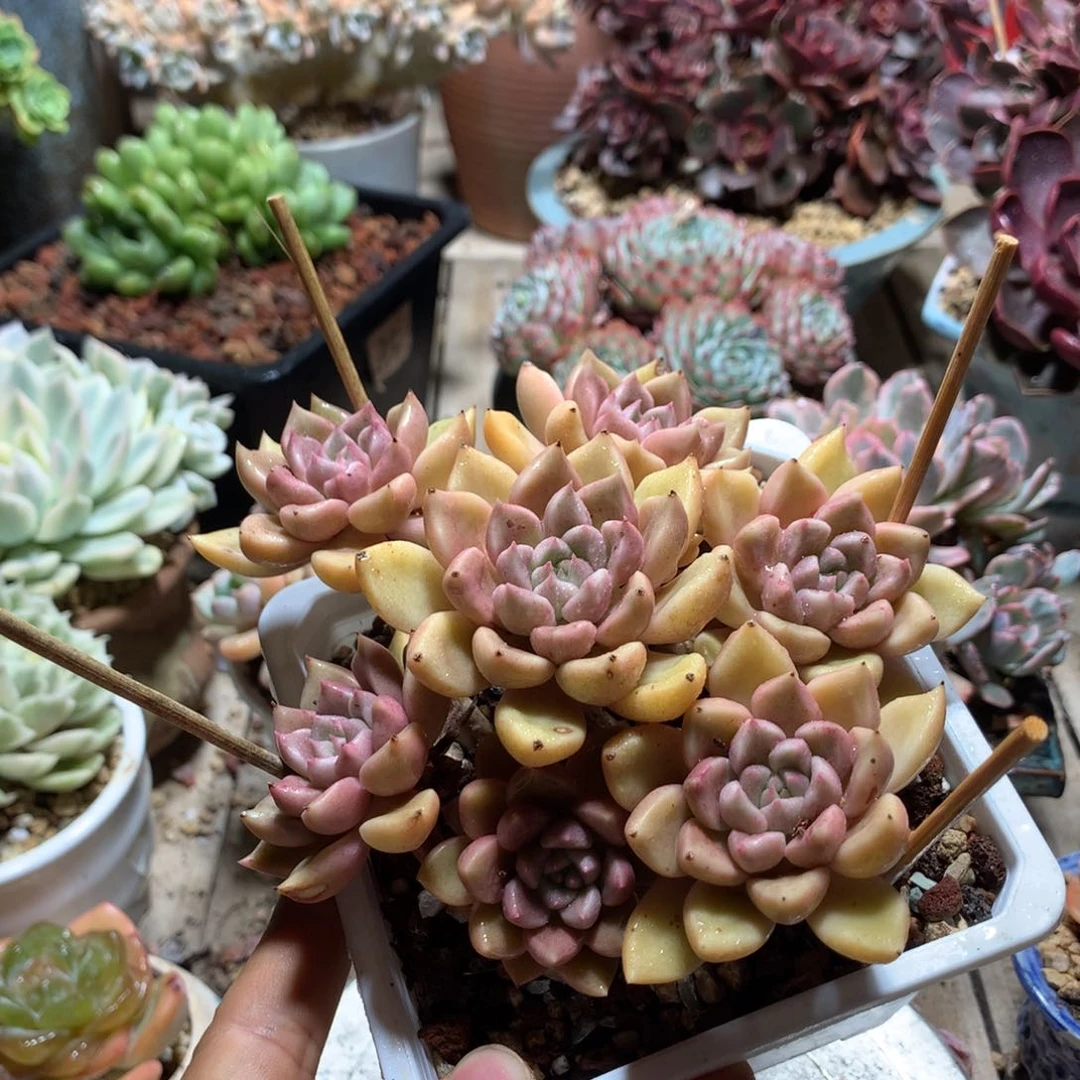 油漆桶多肉植物duochidewan
