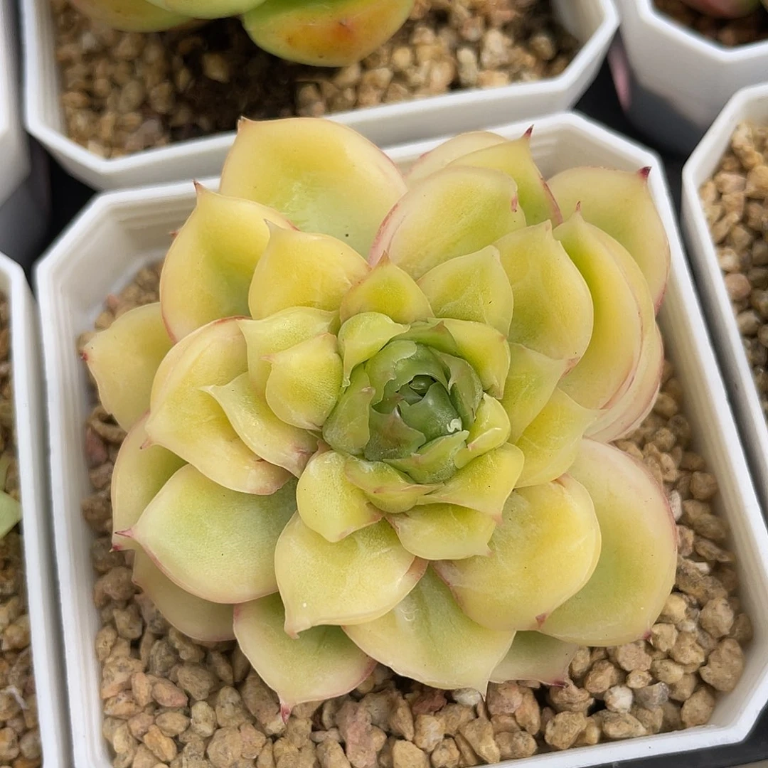 优选水晶虾饺396
