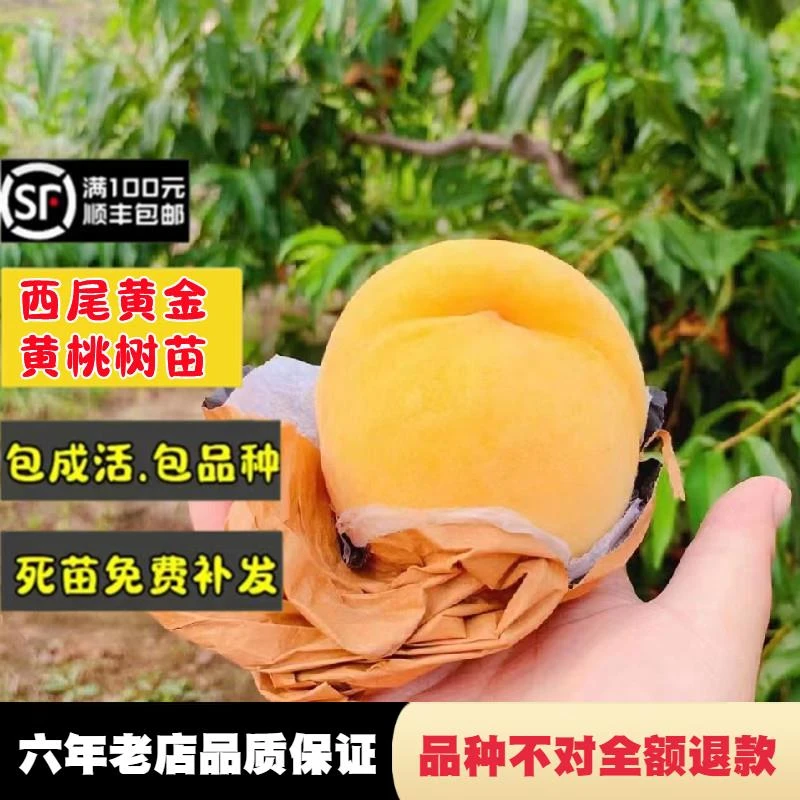 日本西尾黄金桃树苗嫁接特大晚熟黄桃苗盆栽南方北方地栽当年结果