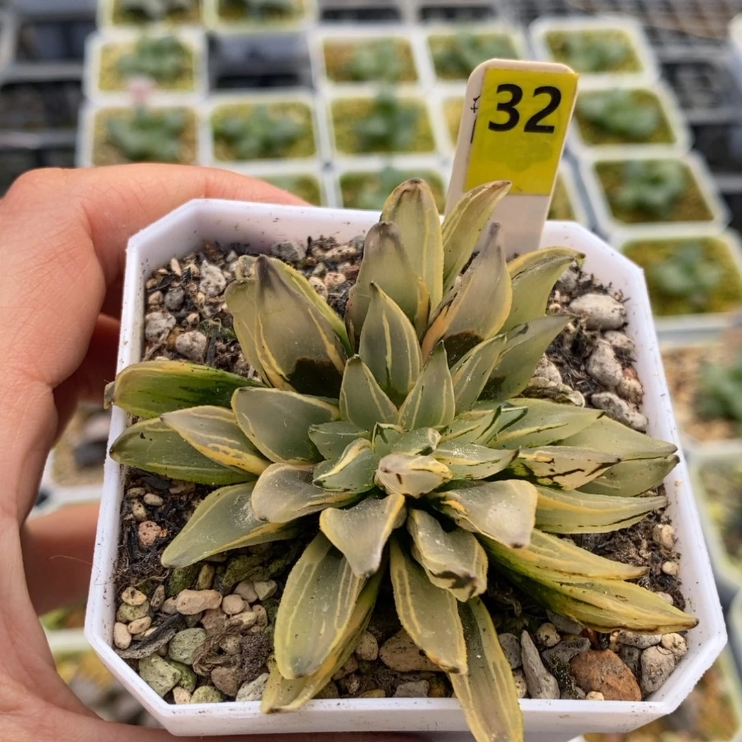 32号西瓜变异锦多肉