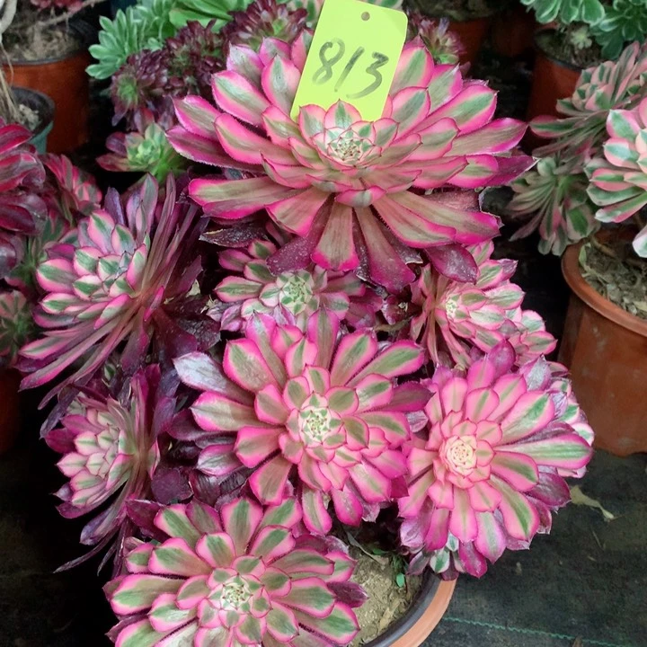 813红铜白多肉一物一拍