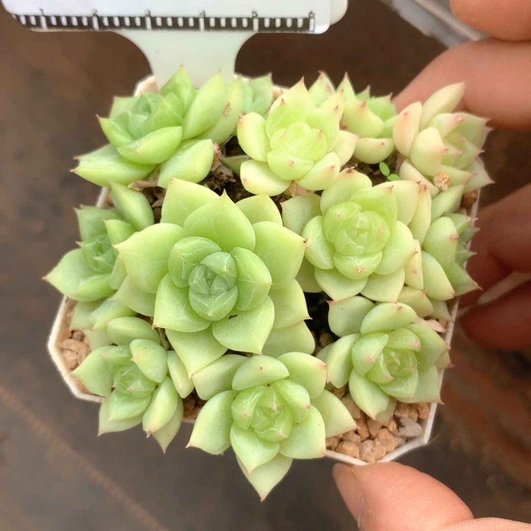 精品麦秆58包邮不包整