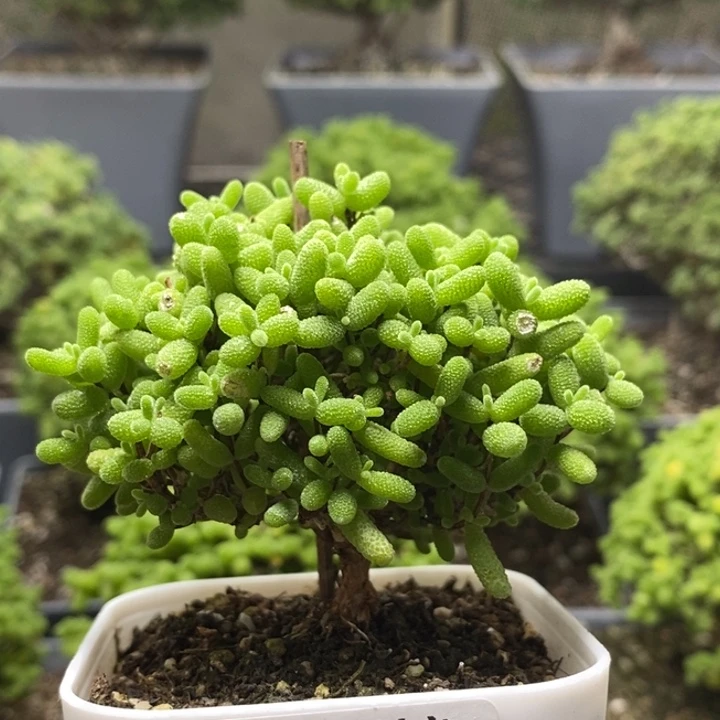 蜜橘糖球7888枝干番杏