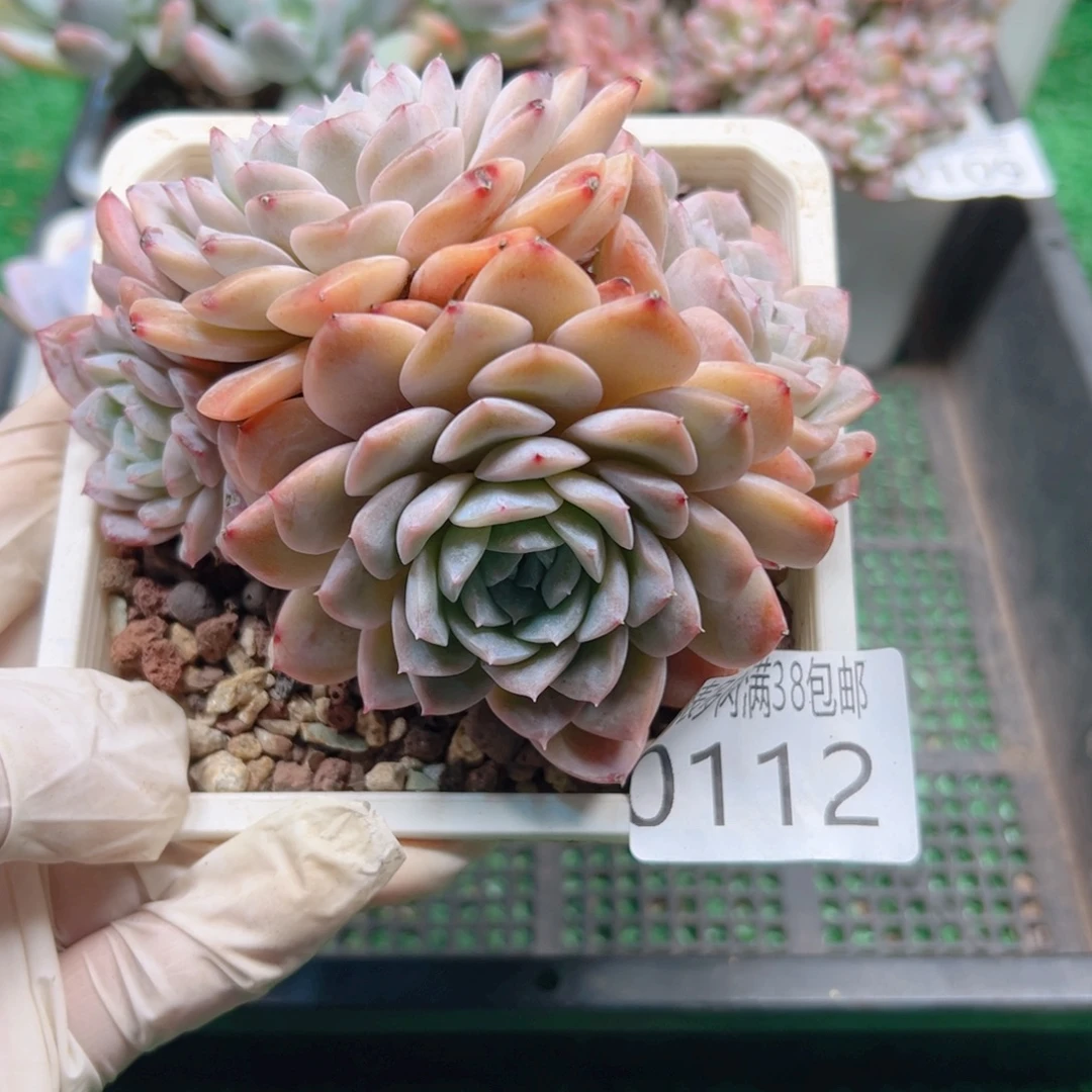 多肉一物一拍植物0112