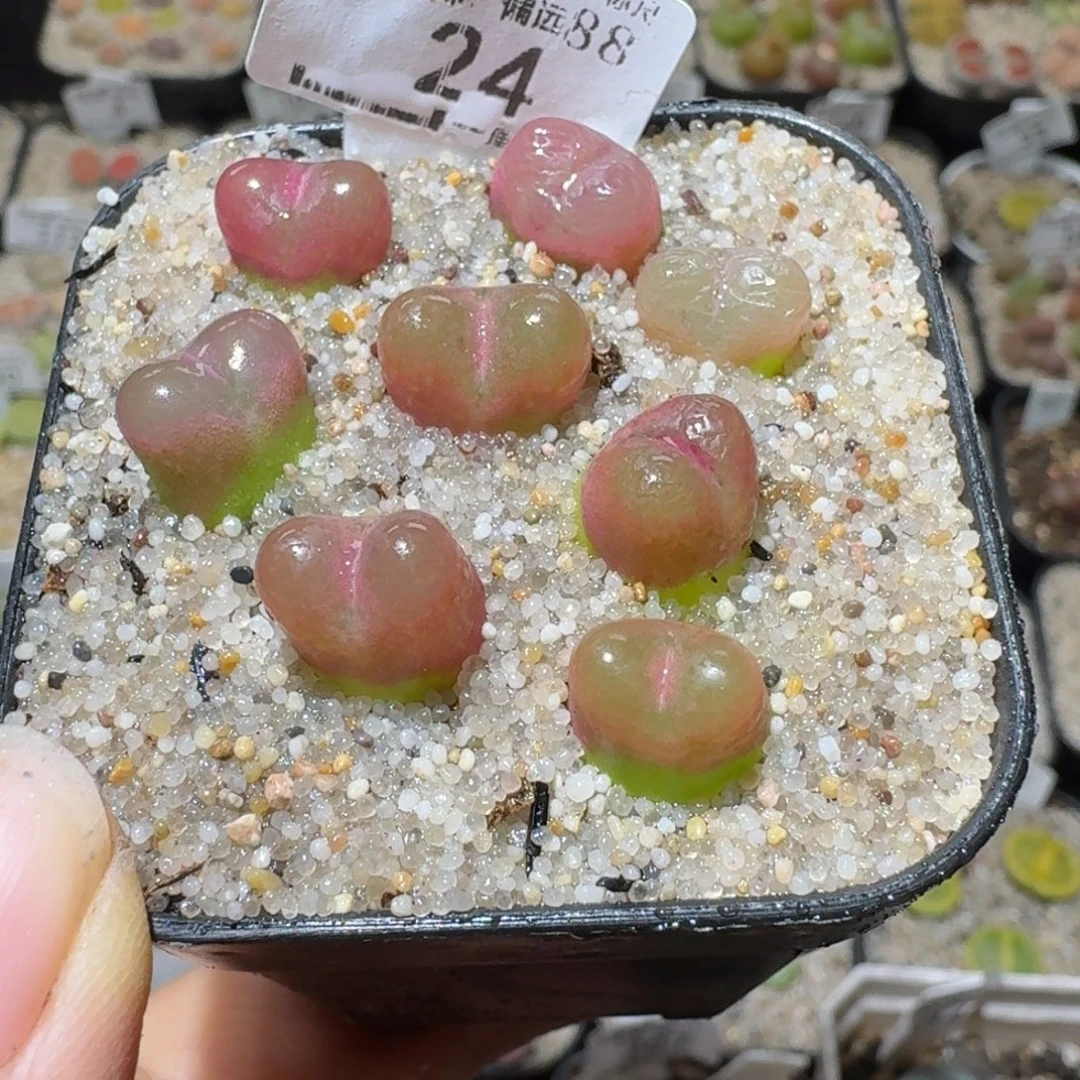 Sss冬天真便宜啊24