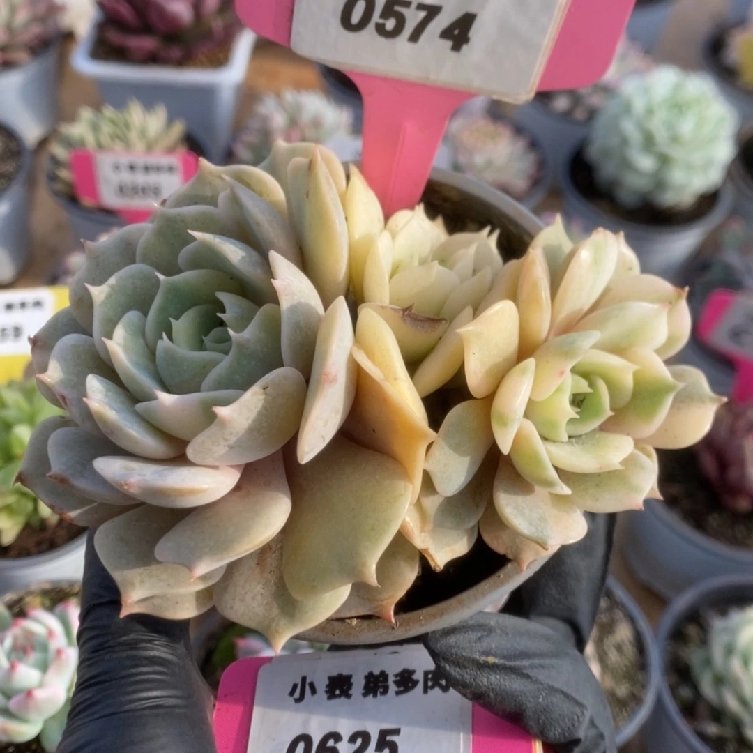 574露娜莲锦锦锦锦锦